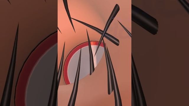 Human Ear Auditory Canal 2 #education