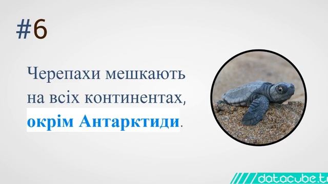 11 дивовижних фактів про морських тварин та їх життя