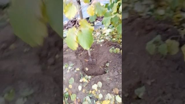 Два ореха - маньчжурский и грецкий (Самохваловичский 2)