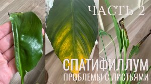 №35. Спатифиллум. Почему молодые листья засыхают, вырастают недоразвитые, скрученные.