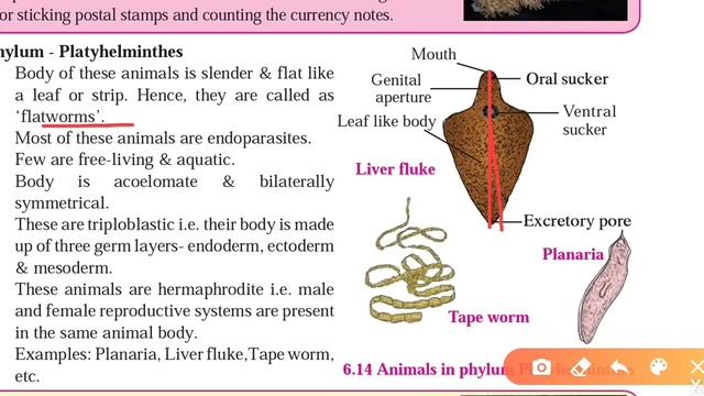 Animals Classification-( L2) प्राण्यांचे वर्गीकरण
