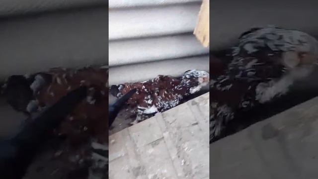 Мои куры смотреть онлайн