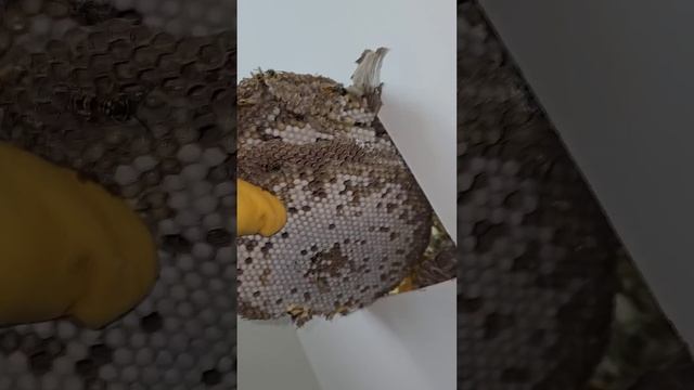 Bedroom FILLED With THOUSANDS Of Yellow Jackets Wasps! #fyp #viral #hornetking