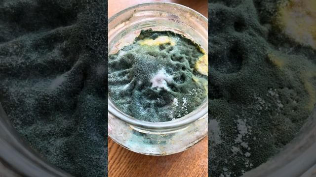 Триходерма, Боверия. Защита растений, Плодородие почвы, Борьба с вредителями #garden #сад #gardenin