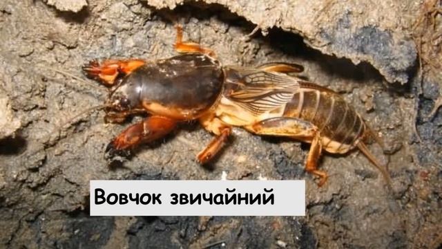 Практична робота№1. Визначення ознак адаптивності різних організмів до середовища існування. смотреть онлайн