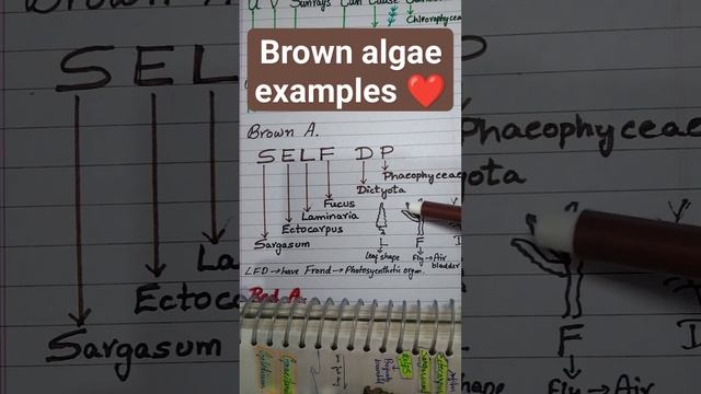 Tricks to remember brown algae . смотреть онлайн