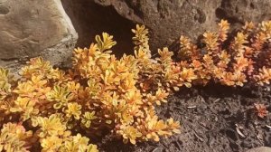 Очитки, такие разные💓 почвопокровные и нет. #цветыдлядуши  #очитки #почвопокровные 1 апреля 2024 г.