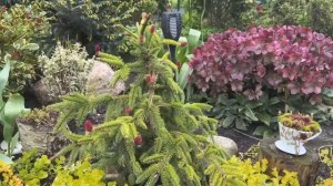 ХВОЙНЫЕ В МОЁМ САДУ 🌲