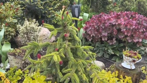 ХВОЙНЫЕ В МОЁМ САДУ 🌲