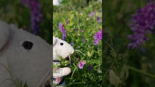 мышь и мышиный горошек смотреть онлайн