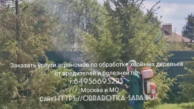 Заказать услуги агрономов по обработке хвойных деревьев от вредителей, болезней 84956695223 г.Москв смотреть онлайн
