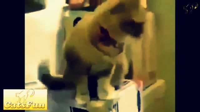 ТЕСТ НА ПСИХИКУ||ПРИКОЛЫ С КОТАМИ||СМОТРЕТЬ ВСЕМ