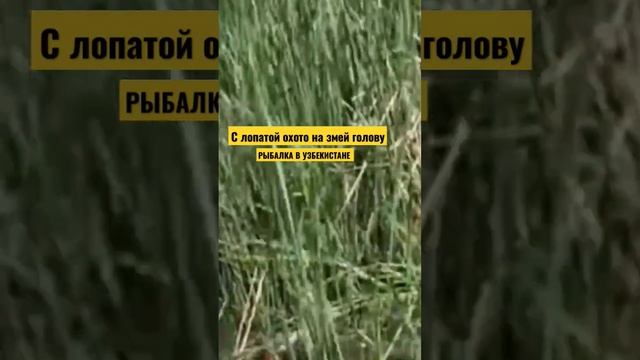 #ЗМЕЙ #ГОЛОВА  С ЛОПАТОЙ