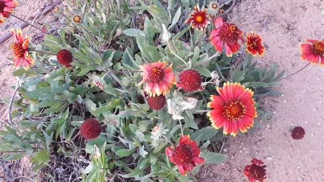 Gaillardia aristata – grow & care (Common blanketflower) смотреть онлайн
