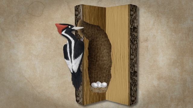 How Woodpeckers Avoid Brain Injury, Segment 3:Why Peck? смотреть онлайн