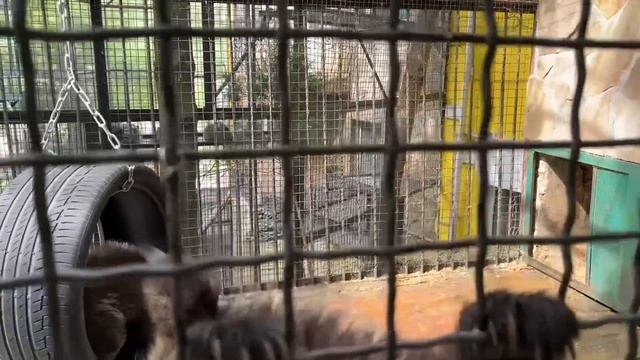 У медвежат появился новый атракцион, они пытаются его одолеть! смотреть онлайн