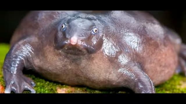 Животные над которыми природа поиздевалась