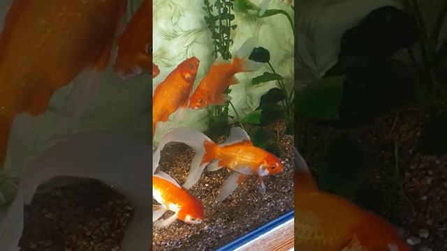 Кометы золотые рыбки.