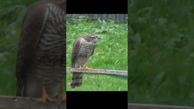 Гость на кормушке #сезонконтентаRUTUBE