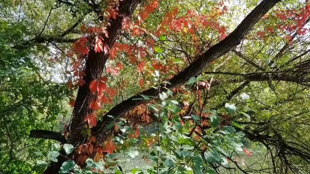 КРАСОТА ПРИРОДЫ. NATURE IT BEAUTY 4K смотреть онлайн