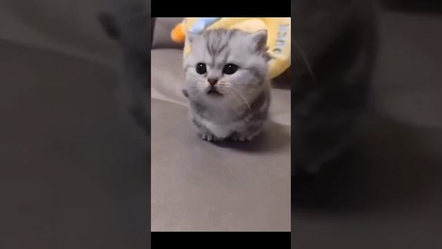 Прикольные котики смотреть онлайн