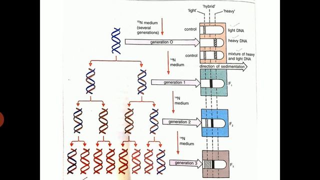 B. Sc. III Replication of DNA (i) смотреть онлайн