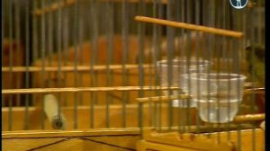 В мире животных с Николаем Дроздовым 2012 г  Выпуск - 26