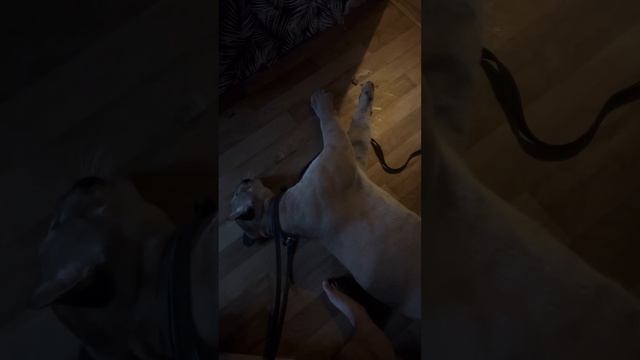 Это животное никогда не сможет жить в дикой природе