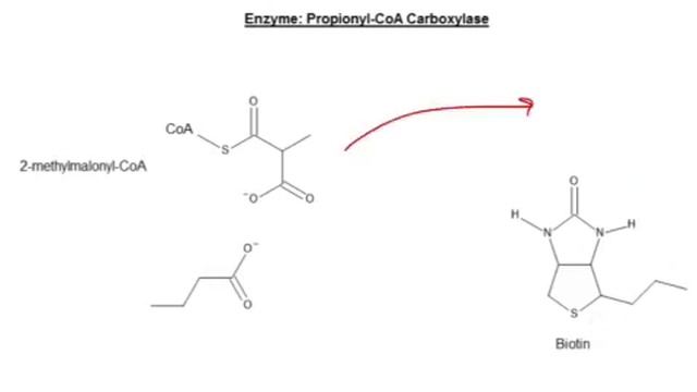 CHEM 407 - Beta Oxidation of Odd-Numbered Chain Fatty Acids смотреть онлайн