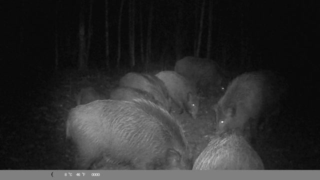 Кабаны пируют смотреть онлайн