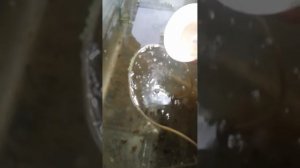 Как кормить дафнию для лучшего разведения