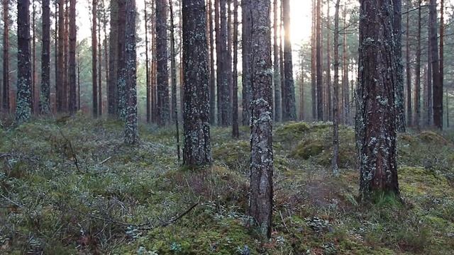 Стоим у клена смотреть онлайн