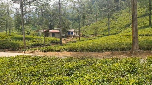 Тур перезагрузка на Шри-ланку