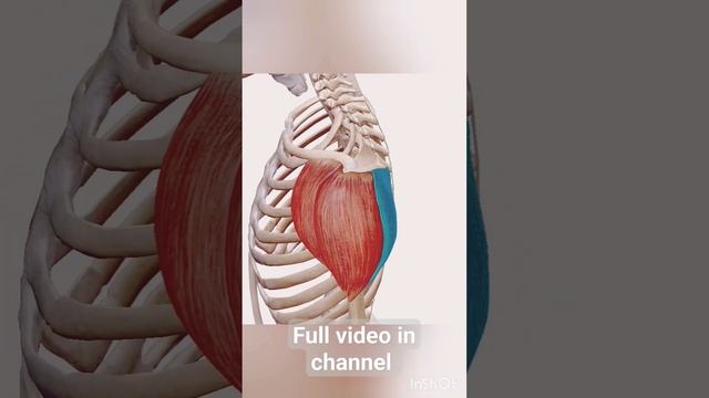 deltoid muscle origin insertion blood supply nerve action смотреть онлайн