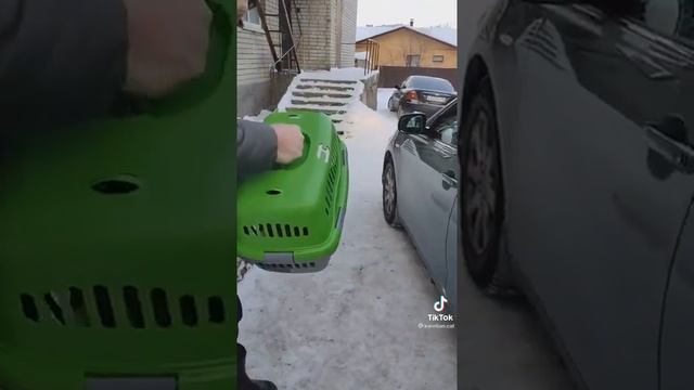 💔ВЕРНУЛИ ОБРАТНО КОТА смотреть онлайн