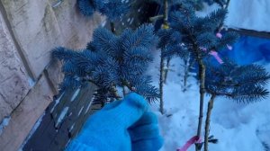 Пару кадров с зимней обрезки ели Глаука глобоза на штамбе. Ели и сосны можно обрезать зимой.