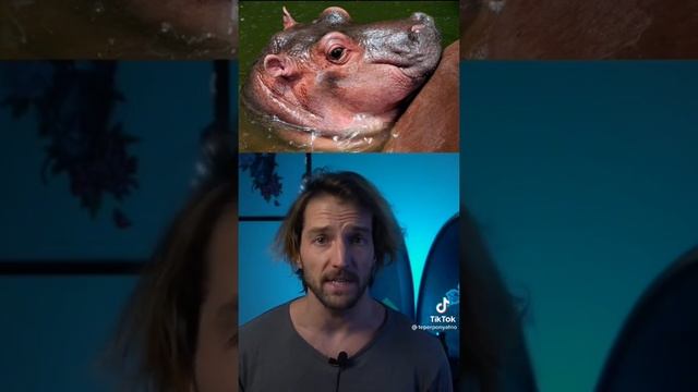 Дикая природа сурова , бегемот съел человека смотреть онлайн