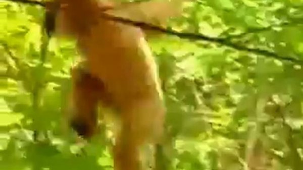 Тигрята и обезьяна.