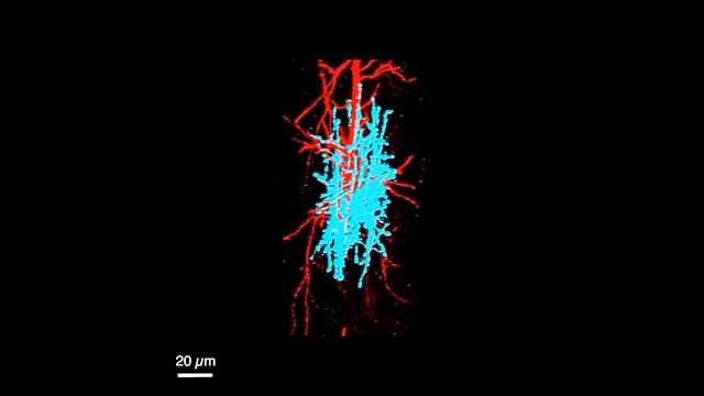 Myelinating Satellite Oligodendrocytes Are Integrated In A Glial Syncytium Constraining Neuronal