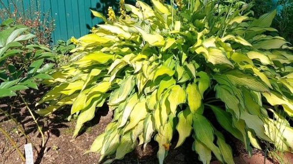 Интересный сорт хосты - Pineapple upside-down cake