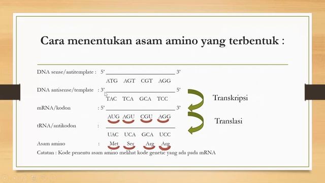 Materi Biologi Kelas XII Substansi Genetik || Sintesis Protein