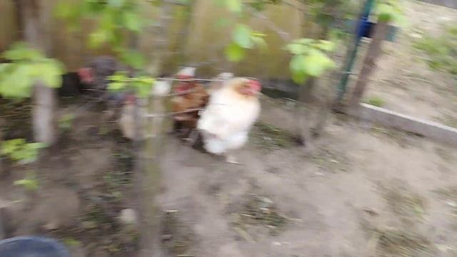 семена начали всходить. вынесла цветы. крольчонку не легче смотреть онлайн