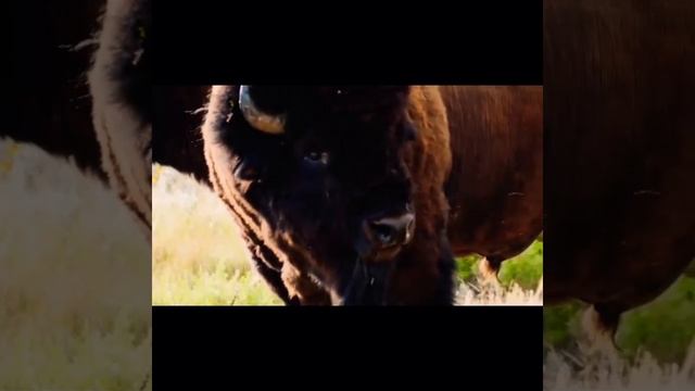 Absolute UNITS! Bison bros chillin смотреть онлайн