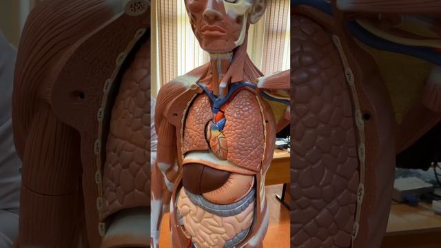 Бұғанаасты артериясы (a. subclavia) смотреть онлайн