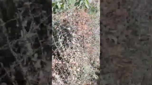 Petit Balade Dans Mon Jardin смотреть онлайн
