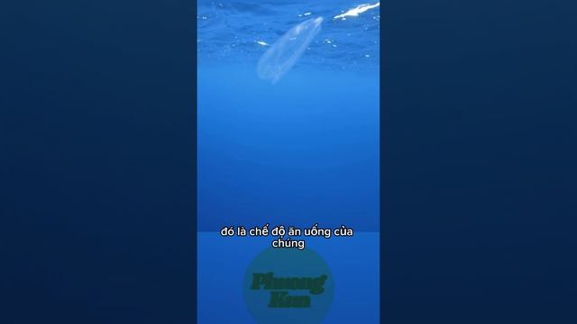 Xương Biển Loài Sinh Vật Kì Lạ Nhất Hành Tinh