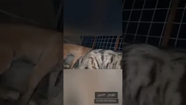 الاول المرة في العالم تزاوج انثى ضبع مع كلب смотреть онлайн