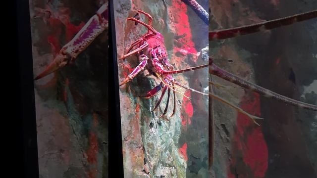 Huge Red Lobster, Saint-Malo Aquarium. France Огромный красный Лангуст , океанариум Сен-Мало.Франци