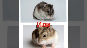 выбирашки , выбираем животного