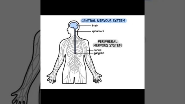 Nervous system//Human nervous system/structure of nervous system смотреть онлайн